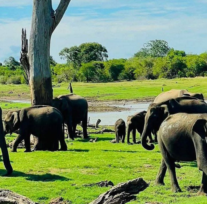 Minneriya national park